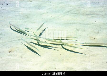 Fisch isla In mexiko Froath Schaum Tropfen sonnigen Tag Welle Stockfoto