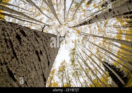 Quakender Espenhain im Herbst, Fischaugen-Ansicht, SW Colorado Stockfoto