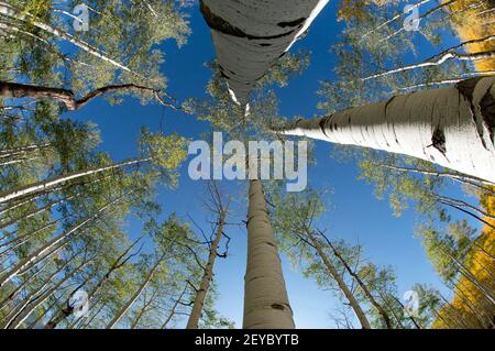 Quakender Espenhain im Herbst, Fischaugen-Ansicht, SW Colorado Stockfoto