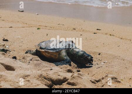 Dead Sea Turtle Körper am Sandstrand Stockfoto