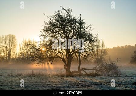 Winter Weißdorn Baum bei Sonnenaufgang in der nebligen frostigen oxfordshire Landschaft. Minster Lovell, Oxfordshire, England Stockfoto