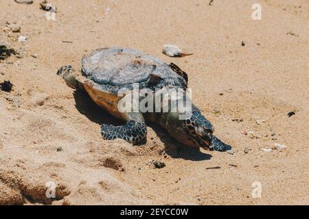 Dead Sea Turtle Körper am Sandstrand Stockfoto