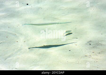 Fisch isla In mexiko die Seegropfwelle Stockfoto