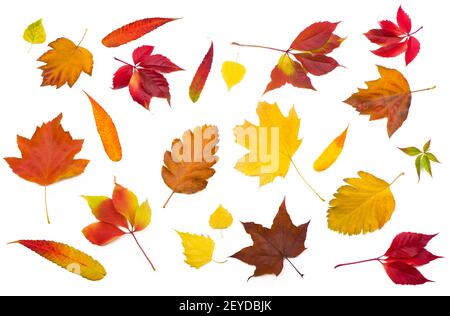 Kollektion schöne bunte Herbstblätter isoliert auf weiß Stockfoto