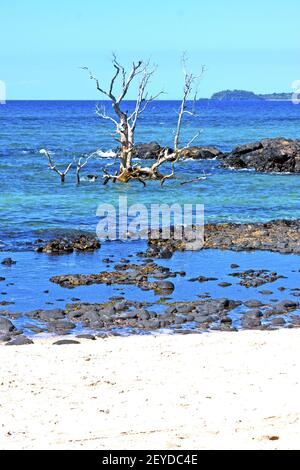 Wunderschöner andilana Strand mit Algen in einem toten indischen Baum Stockfoto