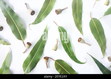 Australische Themen Hintergrund von verstreuten Kaugummiblättern und Kaugumminüsse moderne Top-Down-Ansicht auf einem strukturierten weißen Hintergrund. Stockfoto