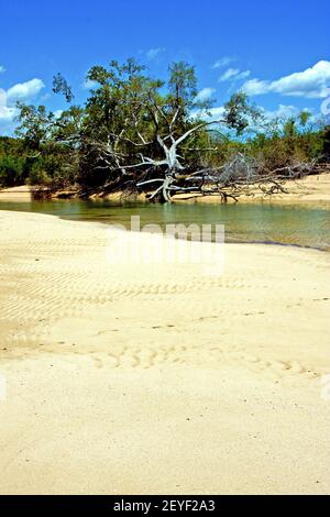 Nosy Be Beach Seegras im indischen Ozean Fluss Stockfoto