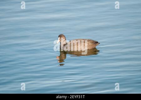 Eurasischer Ruß, Fulica atra, auf dem Wasser, Ebro Delta, Katalonien, Spanien Stockfoto