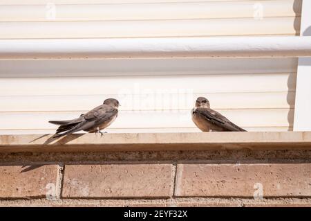 Eurasische Klippe martin, Ptyonoprogne rupestris, hängend an einer Hauswand, Ampolla, Katalonien, Spanien Stockfoto