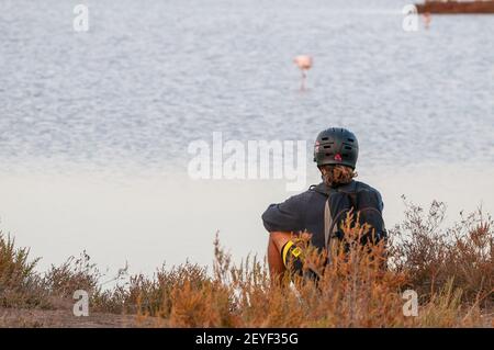 Radfahrer mit Helm beobachten große Flamingo, Phoenicopterus roseus, Ebro Delta, Katalonien, Spanien Stockfoto