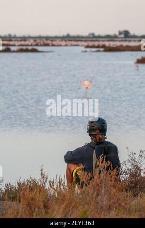 Radfahrer mit Helm beobachten große Flamingo, Phoenicopterus roseus, Ebro Delta, Katalonien, Spanien Stockfoto
