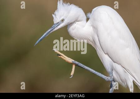 Kleiner Reiher, Egretta garzetta, der seinen Kopf kratzt, Ebro Delta, Katalonien, Spanien Stockfoto