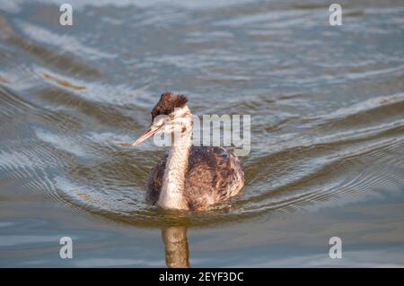 Haubentaucher, Podiceps cristatus, auf dem Wasser, Ebro Delta, Katalonien, Spanien Stockfoto