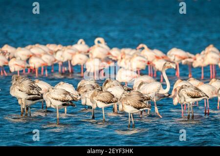Großer Flamingo, Phoenicopterus roseus, jugendlich auf der Vorderseite und Erwachsene auf der Rückseite, Ebro Delta, Tarragona, Katalonien, Spanien Stockfoto