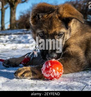 Ein elf Wochen alter Schäferhund spielt mit einer roten Kugel. Schnee im Hintergrund Stockfoto