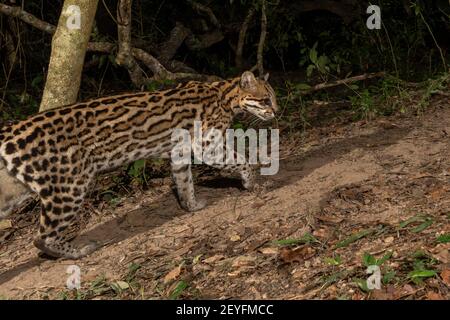 Kamera-Trap-Bild eines Ozelots (Leopardus pardalis), Pantanal, Mato Grosso, Brasilien. Stockfoto