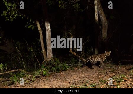 Kamera-Trap-Bild eines Ozelots (Leopardus pardalis), Pantanal, Mato Grosso, Brasilien. Stockfoto