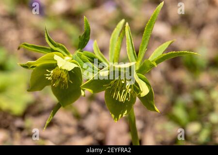 Helleborus odorus, allgemein als duftender Hellebore bezeichnet Stockfoto