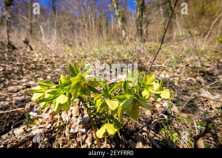 Helleborus odorus, allgemein als duftender Hellebore bezeichnet Stockfoto