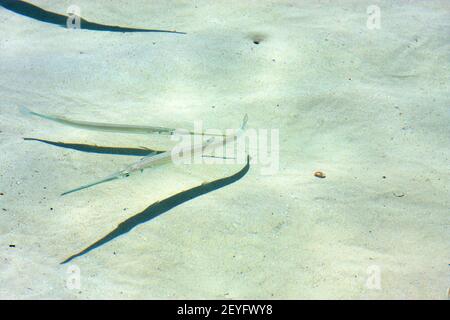 Fisch isla contoy In mexiko froath Stockfoto