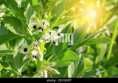 Schwarze Bohne blüht. Im Garten der Farm blühen Bohnenpflanzen. Die Ernte ist umweltfreundlich. Breite Bohnenblume. Stockfoto