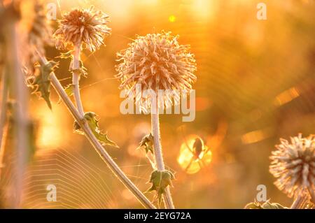 Blume und Spinne in der Sonne am frühen Morgen Stockfoto