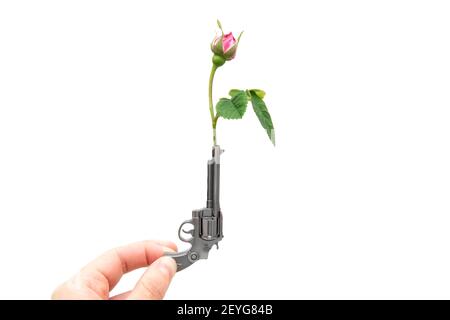 Crop-Ansicht einer weiblichen Hand hält eine kleine Waffe mit einer roten Rose im Lauf isoliert auf weiß. Stockfoto