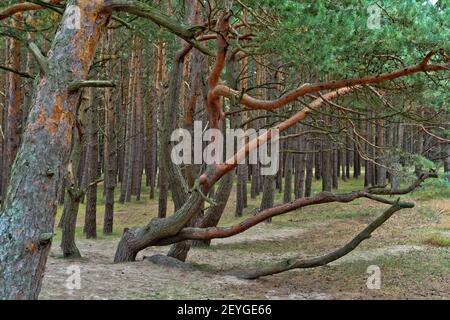 Pinienwald in Palenga nicht weit vom Meer entfernt. Stockfoto