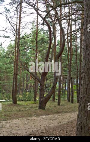 Pinienwald in Palenga nicht weit vom Meer entfernt. Stockfoto