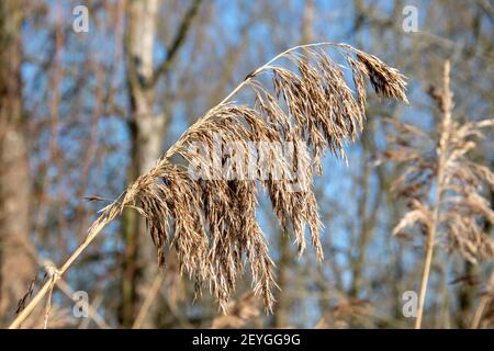 Die ausgetrocknete Blüte des Grases am Rand des Teiches im Winter. Konzentrieren Sie sich auf forground Stockfoto