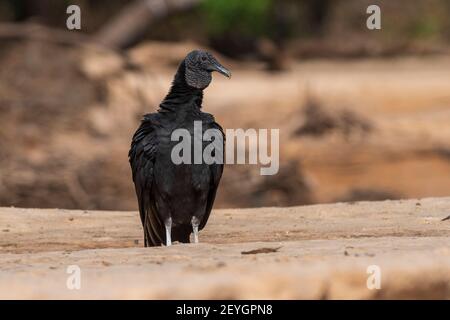 Schwarzgeier (Coragyps atratus), Pantanal, Mato Grosso, Brasilien. Stockfoto