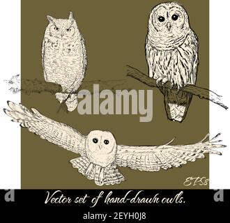 Satz von isolierten handgezeichneten Eulen 2. Stockfoto