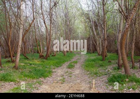 Eine schöne Aufnahme eines Weges durch einen Wald Stockfoto