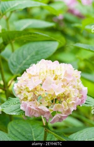 Eine vertikale Aufnahme von hellrosa Hortensien Blumen Stockfoto