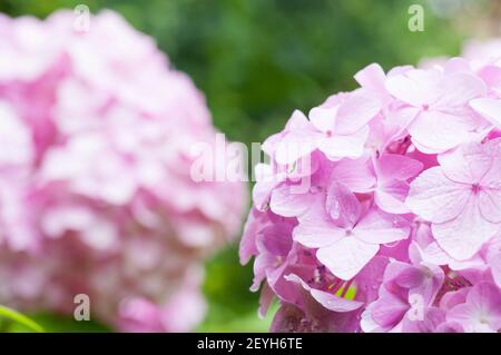 Eine vertikale Aufnahme von hellrosa Hortensien Blumen Stockfoto
