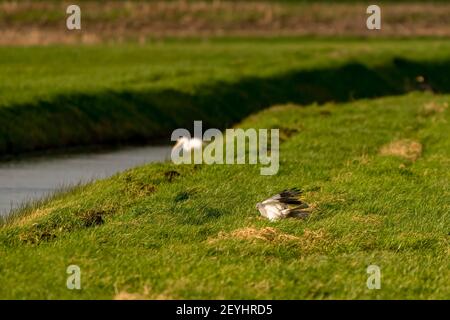 Ein Falke landet im Gras einer schönen grünen Landschaft. Außer Fokus ein weißer Reiher am Wasser im Gras Stockfoto