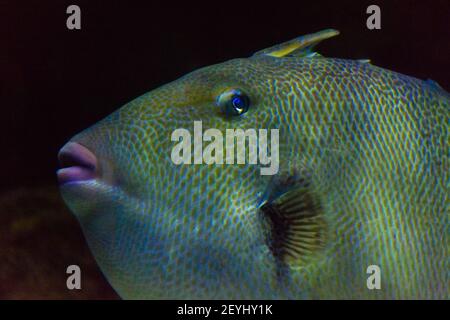 Porträt eines großen silbernen Fisches mit rosa Lippen schwimmen Im dunklen Wasser.Istanbul Aquarium Stockfoto