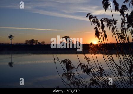 Schilf am Fluss, der durch die aufgehende Morgensonne in der Nähe von Oss, Niederlande, silhouted wird Stockfoto