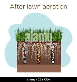 Rasenpflege - Belüftung und Skarifizierung. Beschriftungen nach Phase-nach. Aufnahme von Substanzen-Wasser, Sauerstoff und Nährstoffe, um das Gras und Boden zu füttern. Vektorfl Stock Vektor