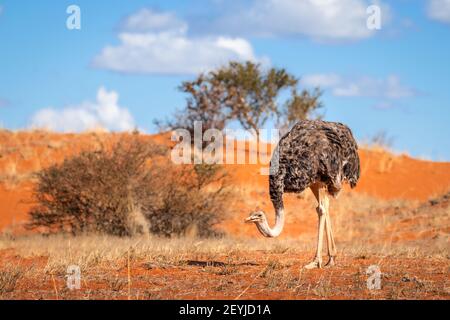 Afrikanischer Strauß oder gewöhnlicher Strauß (Struthio camelus) auf der Suche nach Samen und Steinen in Namibia. Stockfoto