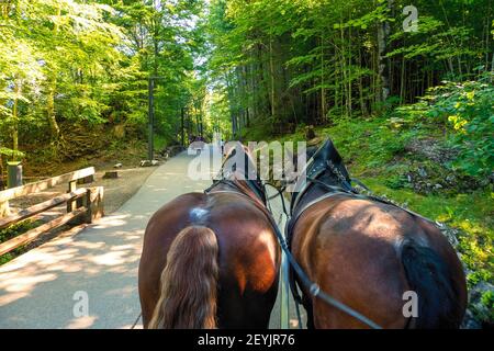 Team von Pferden zieht eine Kutsche voller Touristen auf das berühmte Schloss Neuschwanstein in Schwangau, Bayern, Deutschland, Europa Stockfoto