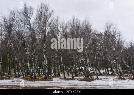 Birkenhain mit aufgetauten Flecken im Schnee im frühen Frühjahr Stockfoto