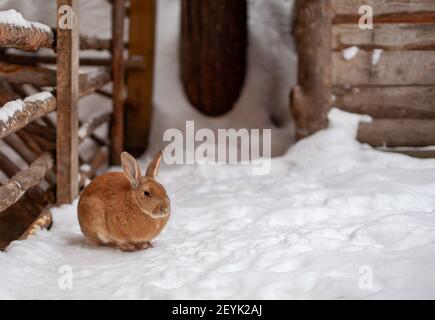 Schöne, flauschige rote Kaninchen im Winter auf dem Bauernhof. Das Kaninchen sitzt und wartet auf Nahrung. Stockfoto