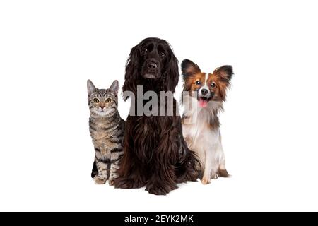 Zwei Hunde und eine Katze mit Tabby sitzen vor einem weißen Hintergrund. Alle blicken auf die Kamera Stockfoto