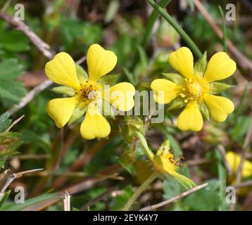 Gelbe Blüten der Pflanze Potentilla tabernaemontani. Terrasse neben Landstraße, sonniger Tag, Munilla, La Rioja, Spanien. Stockfoto