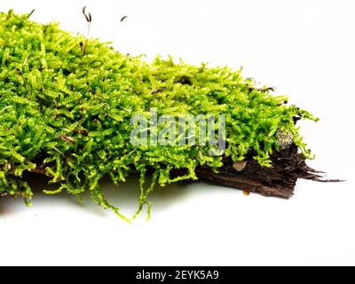 Moos isoliert auf weißem Hintergrund Stockfoto