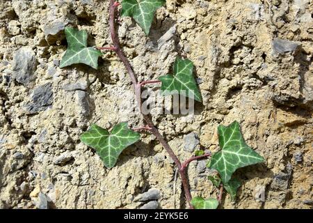 Hintergrund des Efeus, der den Damm hinaufklettert. Sonniger Tag in Munilla, La Rioja, Spanien. Stockfoto