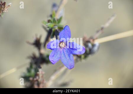 Lithodora fruticosa Blume in den Bergen. Intensive blaue Blüten. Peroblasco, La Rioja, Spanien. Stockfoto