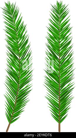 Grün üppige Fichtenzweig. Immergrüner Baum, Tanne Stock Vektor