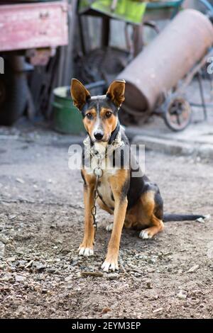 Hund auf einer Kette, Hund in einem ländlichen Hof Stockfoto